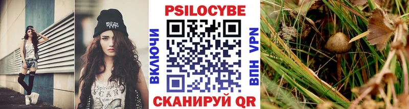 как найти закладки  Приволжск  Галлюциногенные грибы Psilocybine cubensis 